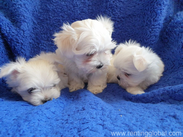 www.rentingglobal.com, renting, global, Kuwait City, Kuwait,  super cute maltese puppies ready for sale