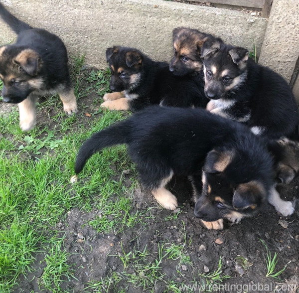 www.rentingglobal.com, renting, global, 36600 Ghost Town Rd, Yermo, CA 92398, USA, german shepard puppies available for adoption
