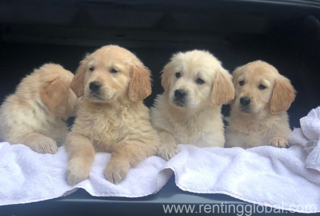 www.rentingglobal.com, renting, global, Los Angeles, CA, USA, they are Registered Golden Retriever Puppies