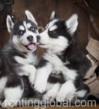 www.rentingglobal.com, renting, global, Indianapolis, IN, USA, siberian husky puppies for adoption