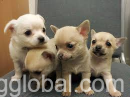 www.rentingglobal.com, renting, global, College Green, Dublin 2, Co. Dublin, Ireland, chihuahua puppies for adoption