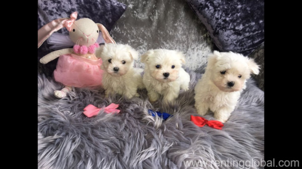 www.rentingglobal.com, renting, global, Miami Beach, FL, USA, awesome teacup maltese puppies available
