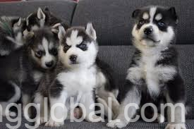 www.rentingglobal.com, renting, global, Savannah, GA, USA, registered siberian husky puppies
