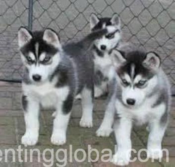 www.rentingglobal.com, renting, global, Washington, DC, USA, dream siberian husky puppies for adoption