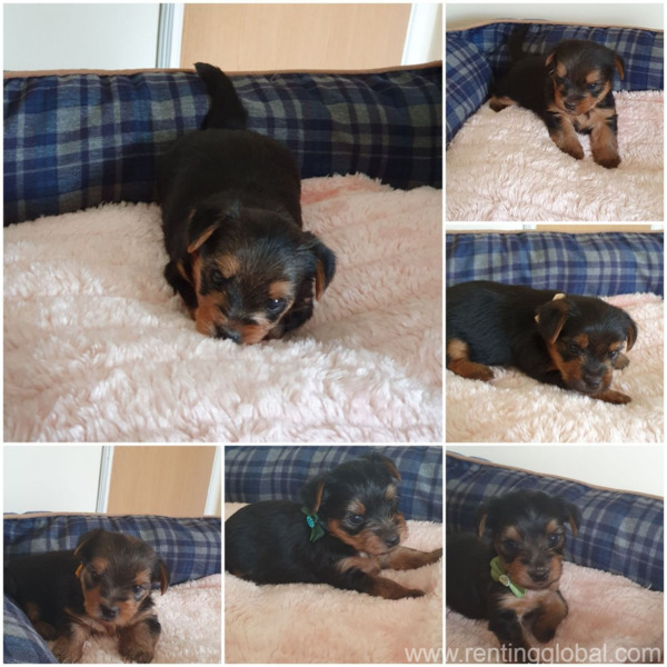 www.rentingglobal.com, renting, global, Utica, NY, USA, teacup yorkie puppies for adoption  