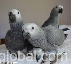 www.rentingglobal.com, renting, global, Los Angeles, CA, USA, fationate african Grey parrots male and female