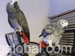 www.rentingglobal.com, renting, global, San Antonio, TX, USA, African grey parrots ready to go