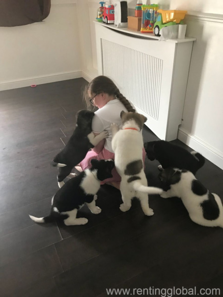 www.rentingglobal.com, renting, global, Los Angeles, CA, USA, Akita Puppies For Sale