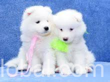 www.rentingglobal.com, renting, global, 9003 Vista W Dr, San Antonio, TX 78245, USA, Samoyed puppies for sale