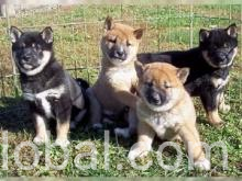www.rentingglobal.com, renting, global, 9007 Tampines Street 93, Singapore 528841, Shiba Inu puppy for sale