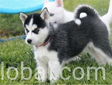 www.rentingglobal.com, renting, global, 9008 Green Level Church Road, Cary, NC 27519, USA, Husky puppy 