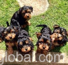 www.rentingglobal.com, renting, global, Wilburton, OK 74578, USA, yorkie puppies for sale,  Healthy Male And Female Teacup Yorkie Puppies For Sale