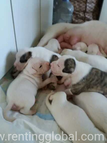 www.rentingglobal.com, renting, global, 4701 Great America Pkwy, Santa Clara, CA 95054, USA, now, Frech bull dog pups for sale