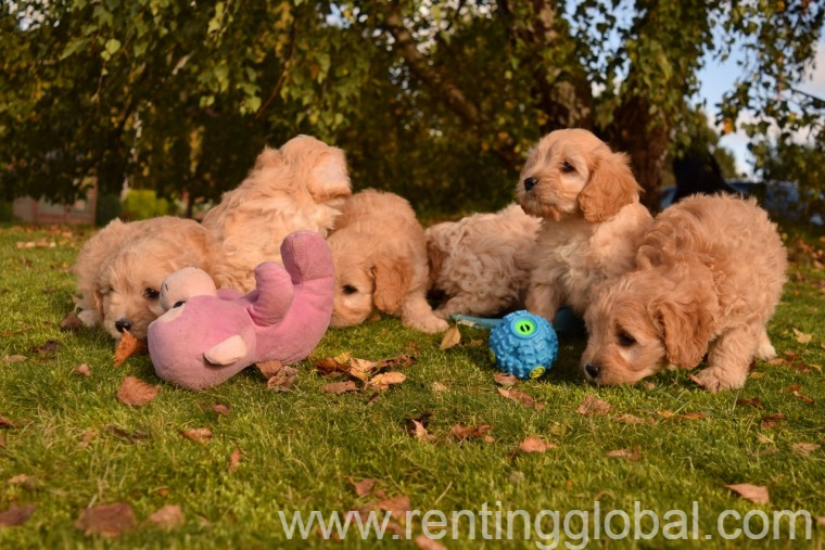 www.rentingglobal.com, renting, global, 2360 Westheimer Rd, Houston, TX 77098, USA, cavapoo,  Puppies Ready