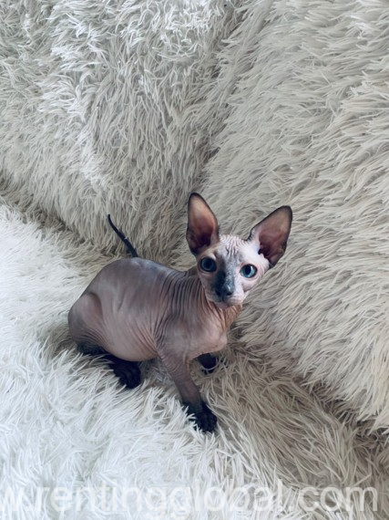 www.rentingglobal.com, renting, global, Ontario, CA, USA, sphynx and bengal kittens