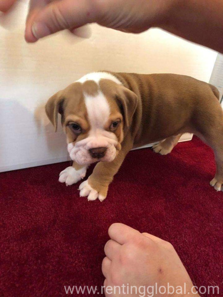 www.rentingglobal.com, renting, global, Qatar, adoption, Pet for adoption 