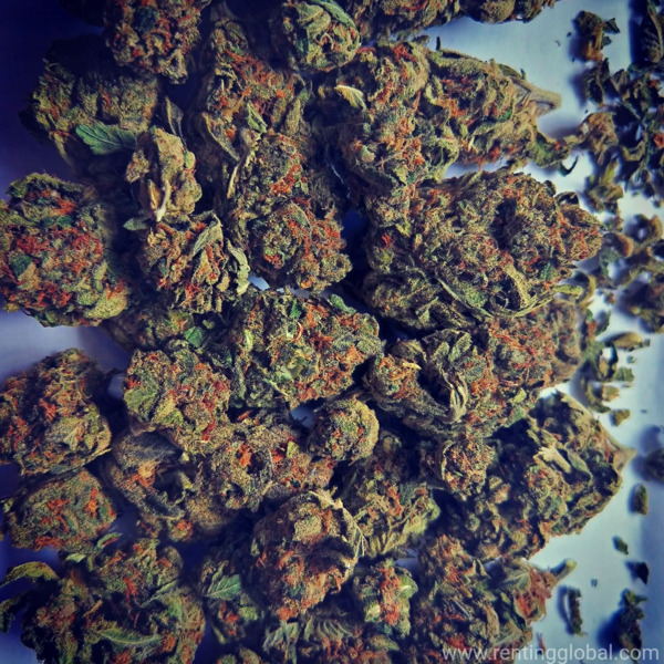 www.rentingglobal.com, renting, global, California St, San Francisco, CA, USA, trust and good business relationship, marijuana-concentrates, shatter, crumble,rosin for sale