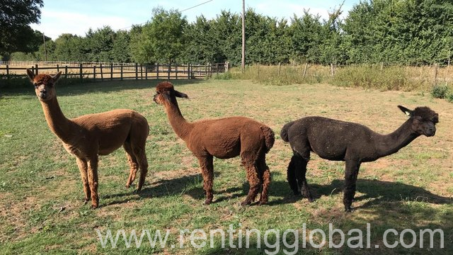 www.rentingglobal.com, renting, global, Klerksdorp Central, Klerksdorp, 2570, South Africa, llamas for sale, llama for sale, alcapas for sale, alcapa for sale, livestock for sale, llamas for sale online, alcapas for sale online, llamas for sale in south africa, alcapas for sale in south africa, Llamas/Alcapas For Sale whatsapp +27734531381