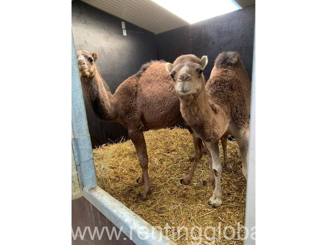www.rentingglobal.com, renting, global, Klerksdorp Central, Klerksdorp, 2570, South Africa, camels for sale, camel for sale, bull camels for sale, bull camel for sale, camel for sale online, livestock for sale, camels for sale in south africa, Camels for sale whatsapp +27734531381
