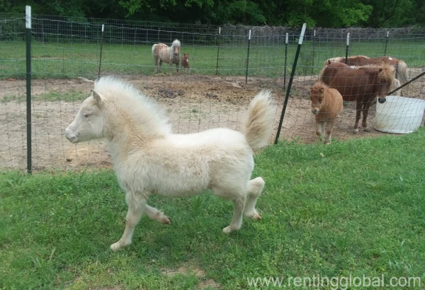 www.rentingglobal.com, renting, global, Klerksdorp Central, Klerksdorp, 2570, South Africa, horse for sale, horses for sale, ponies for sale, miniature horse for sale, gelding for sale, gelding horse for sale, livestock for sale, Horse for sale whatsapp +27734531381