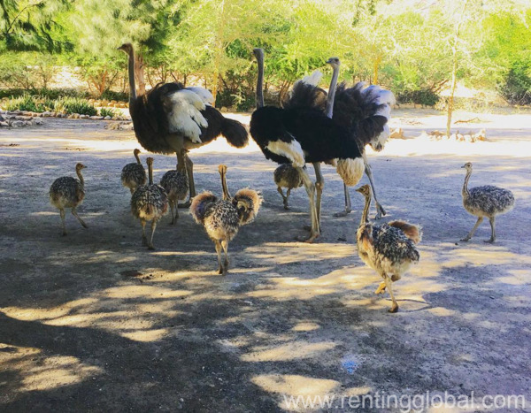 www.rentingglobal.com, renting, global, Klerksdorp Central, Klerksdorp, 2570, South Africa, ostrich chicks for sale, ostrich chick for sale, ostrich for sale, fertile ostrich eggs for sale, fertile ostrich egg for sale, ostrich fertile eggs for sale, ostrich fertile egg for sale, ostrich eggs for sale, ostrich egg for sale, Ostrich chicks & fertile eggs for sale whatsapp +27734531381