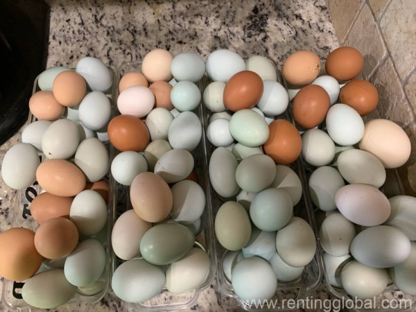 www.rentingglobal.com, renting, global, Klerksdorp Central, Klerksdorp, 2570, South Africa, eggs for sale, egg for sale, chicken eggs for sale, chicken egg for sale, table eggs for sale, table chicken eggs for sale, fertile eggs for sale, fertile egg for sale, fertile chicken eggs for sale, chicken fertile eggs for sale, poultry eggs for sale, poultry egg for sale, duck eggs for sale, quail eggs for sale, Chickens table & fertile eggs whatsapp +27734531381
