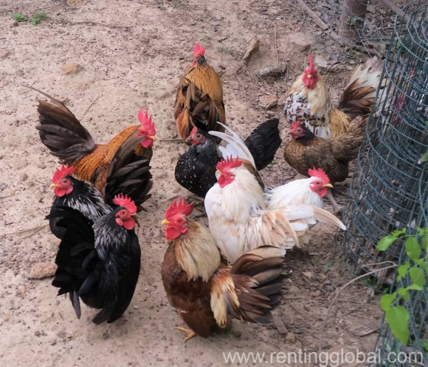 www.rentingglobal.com, renting, global, Klerksdorp Central, Klerksdorp, 2570, South Africa, chickens for sale, chicken for sale, layer chickens for sale, layer chicken for sale, meat chicken for sale, meat chickens for sale, poultry chicken for sale, poultry chickens for sale, day old chicks for sale, chicks for sale, broiler chickens for sale, broiler chicken for sale, day old broiler chicks for sale, Chickens for sale whatsapp +27734531381