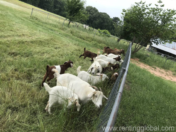 www.rentingglobal.com, renting, global, Klerksdorp Central, Klerksdorp, 2570, South Africa, goats for sale, goat for sale, beef goat for sale, beef goats for sale, dairy goats for sale, dairy goat for sale, saanen goat for sale, saanen goats for sale, kalahari goats for sale, red kalahari goat for sale, livestock for sale, boer goat for sale, boer goats for sale, Dairy & beef goats for sale whatsapp +27734531381
