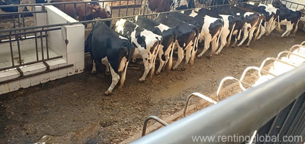 www.rentingglobal.com, renting, global, Klerksdorp Central, Klerksdorp, 2570, South Africa, cattles for sale, cattle for sale, calves for sale, calf for sale, cows for sale, cow for sale, bulls for sale, bull for sale, heifers for sale, heifer for sale, beef cattle for sale, dairy cattle for sale, beef cow for sale, dairy cow for sale, Dairy cattle for sale whatsapp +27734531381