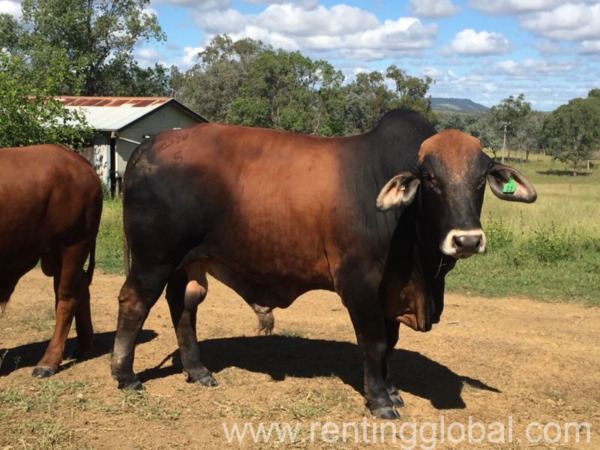 www.rentingglobal.com, renting, global, Klerksdorp Central, Klerksdorp, 2570, South Africa, cattles for sale, cattle for sale, calves for sale, calf for sale, cows for sale, cow for sale, bulls for sale, bull for sale, heifers for sale, heifer for sale, beef cattle for sale, dairy cattle for sale, beef cow for sale, dairy cow for sale, Beef cattle for sale whatsapp +27734531381