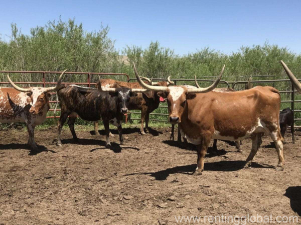 www.rentingglobal.com, renting, global, Klerksdorp Central, Klerksdorp, 2570, South Africa, cattles for sale,cattle for sale,calves for sale,calf for sale,cows for sale,cow for sale,bulls for sale,bull for sale,heifers for sale,heifer for sale,beef cattle for sale,dairy cattle for sale,beef cow for sale,dairy cow for sale, Cattles for Sale whatsapp +27734531381