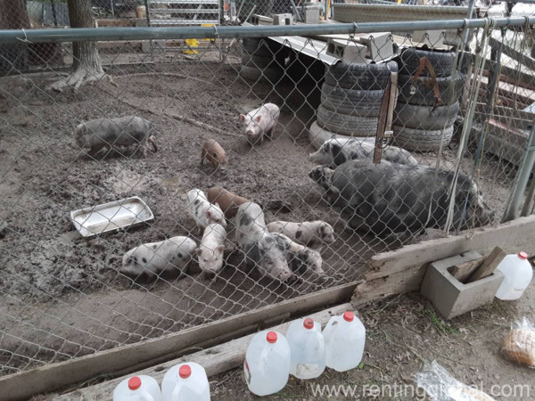 www.rentingglobal.com, renting, global, Klerksdorp Central, Klerksdorp, 2570, South Africa, pigs for sale,piglets for sale,pig for sale,piglet for sale,pork for sale,sow for sale,boar for sale,livestock for sale, Pigs and piglets for sale whatsapp +27734531381