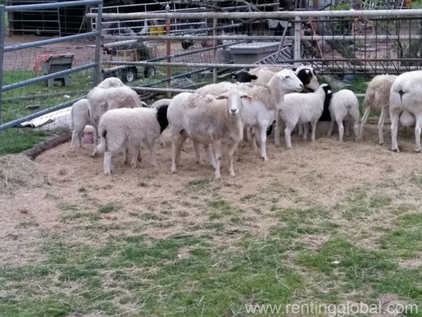 www.rentingglobal.com, renting, global, Klerksdorp Central, Klerksdorp, 2570, South Africa, sheep for sale,lamb for sale,sheeps for sale,lambs for sale,ewes for sale,rams for sale,livestock for sale,dorper sheep for sale,merino sheep for sale,beef master sheep for sale,dairy sheep for sale, Sheep and lambs For Sale Whatsapp +27734531381