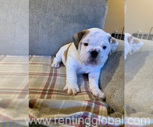 www.rentingglobal.com, renting, global, 4545 Talofa Ave, Toluca Lake, CA 91602, USA, pets,animals,puppy,dogs,sweet,generall,perfect,gaurantee,good,excellent,kittens,others, English Bulldog In Perfect Health