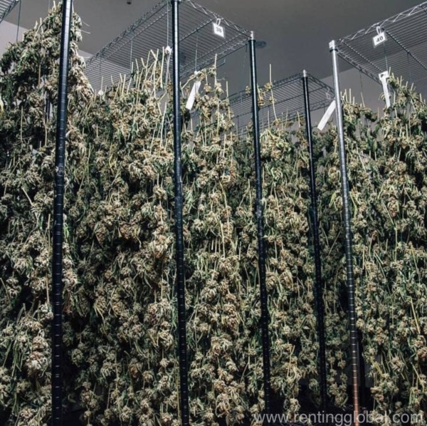 www.rentingglobal.com, renting, global, Los Angeles, CA, USA, shipping, Weed