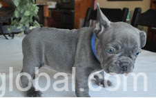 www.rentingglobal.com, renting, global, California, USA, sru Quality French Bulldogs