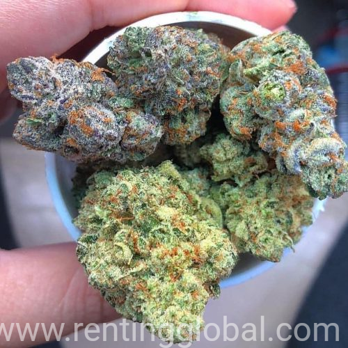www.rentingglobal.com, renting, global, California, USA, cannabis, 🔥Top graded and medical cannabis🍁