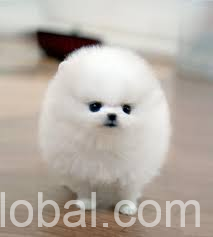 www.rentingglobal.com, renting, global, Louisiana, USA, Pure Breed Teacup Pomeranian Puppies available