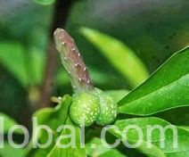 www.rentingglobal.com, renting, global, 1206, 417 Anton Lembede St, Durban Central, Durban, 4001, South Africa, herbal solutions,manhood enlargement,lost love spells,revenge spells,penis enlargement, mama akhonas herbal solutions +27836485175