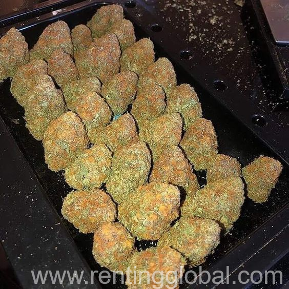 www.rentingglobal.com, renting, global, United States, buy weed online - buy marijuana online - weed for sale,  Buy Weed Online - Buy Marijuana Online - Weed for Sale 
