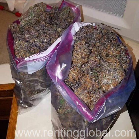 www.rentingglobal.com, renting, global, Los Angeles, CA, USA, high grade and top-shelf medical marijuana | sativa | moonrocks and indica,  Afghan Kush | Best Marijuana Weed, Order And Get Free Shipping 
