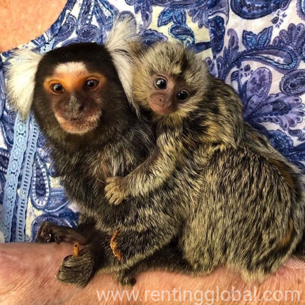 www.rentingglobal.com, renting, global, Virginia, USA, marmoset, Cute, lovable marmoset monkeys available