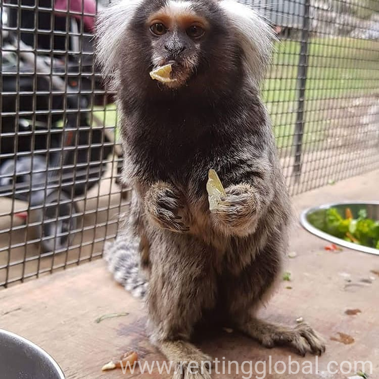 www.rentingglobal.com, renting, global, Virginia, USA, marmoset monkeys, Adorable marmoset monkeys