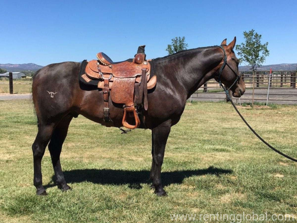 www.rentingglobal.com, renting, global, Gilroy, CA 95020, USA, 7 years old gelding qh horse for sell, 7years old gelding QH for sell