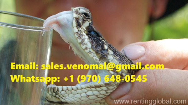 www.rentingglobal.com, renting, global, United States, Buy Scorpion Venom Online