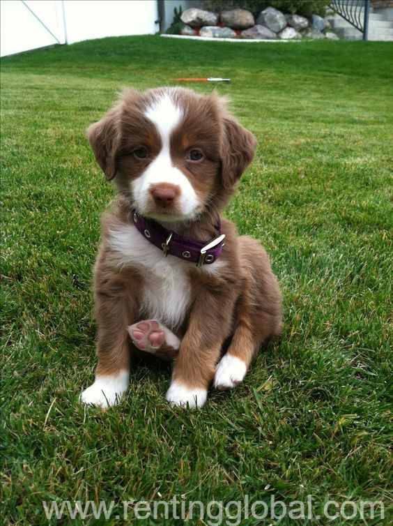 www.rentingglobal.com, renting, global, San Jose, CA, USA, the australian shepherd requires very little grooming, although a good combing is called for during times of shedding., The Australian Shepherd Maily