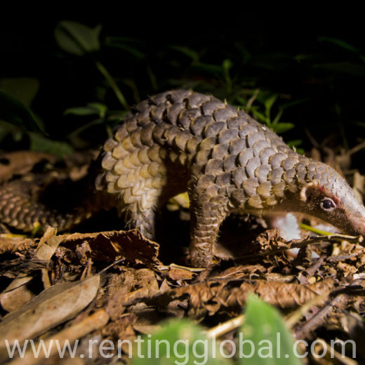 www.rentingglobal.com, renting, global, Malaysia, pangolins scales for sell