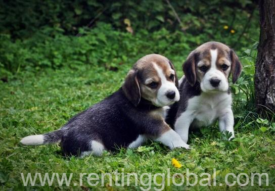 www.rentingglobal.com, renting, global, New Jersey, USA, akc beagles puppies for sale. dogs and puppies for sale in usa., Home up-bring Lemon & Tri Color Beagles
