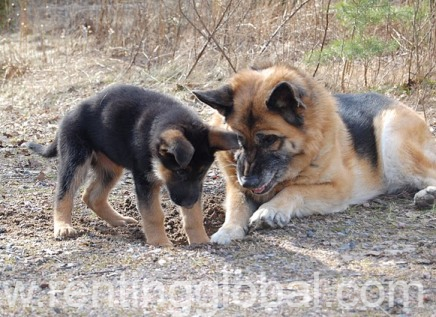 www.rentingglobal.com, renting, global, New Jersey, USA, akc german shepherd puppies for sale. dogs and puppies for sale in usa., German shepherd puppies trained for security purpose.