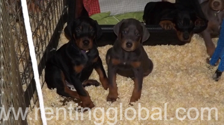 www.rentingglobal.com, renting, global, New Jersey, USA, akc doberman puppies for sale. dogs and puppies for sale in usa., All colors Doberman puppies for rehoming